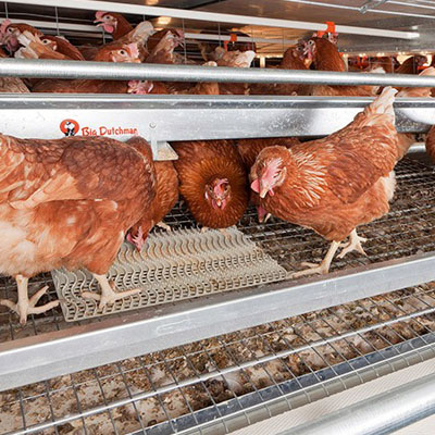 Dinh dưỡng cho gà mái đẻ để tối ưu hóa sản lượng và chất ...