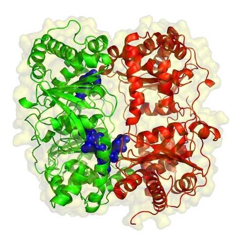 enzyme-mannanase-tang-hieu-qua-chan-nuoi-voi-khau-phan-khong-su-dung-khang-sinh-165.jpg