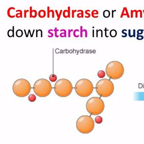 giam-gia-thanh-thuc-an-cho-heo-ga-bang-cach-su-dung-cac-enzyme-carbohydrase-203.jpg