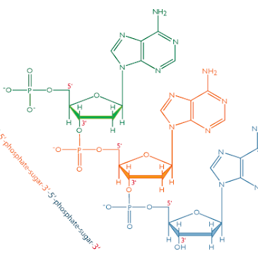 tam-quan-trong-cua-cac-nucleotide-trong-su-phat-trien-duong-ruot-2400.png